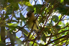 Acanthiza nana