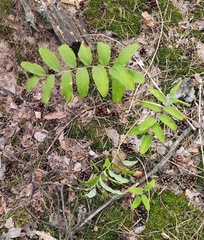 Polygonatum multiflorum