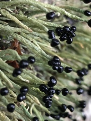 Pilophorus acicularis