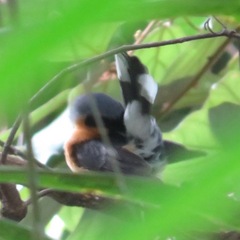 Symposiachrus trivirgatus
