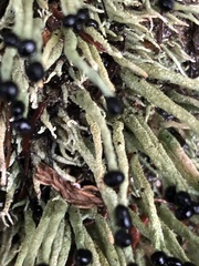 Pilophorus acicularis