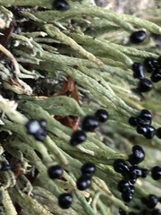 Pilophorus acicularis