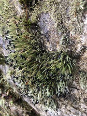 Pilophorus acicularis