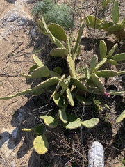 Opuntia anahuacensis
