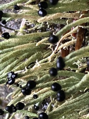 Pilophorus acicularis