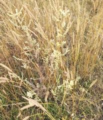 Artemisia marschalliana