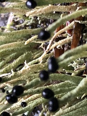 Pilophorus acicularis