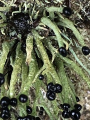 Pilophorus acicularis