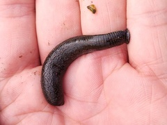 Hirudo medicinalis