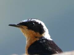 Phoenicurus moussieri