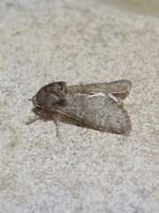 Psaphida rolandi