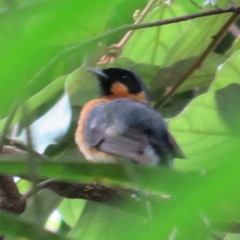 Symposiachrus trivirgatus