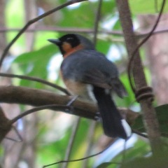 Symposiachrus trivirgatus