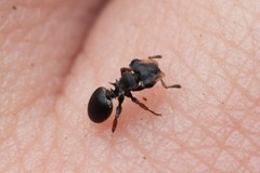 Cephalotes minutus