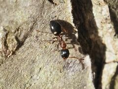 Dolichoderus quadripunctatus