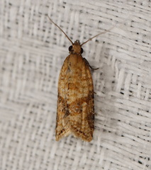 Constrictana constrictana