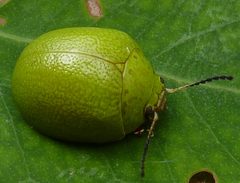 Paropsis rufitarsis