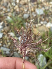 Bothriochloa pertusa