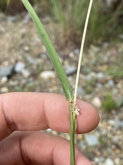 Bothriochloa pertusa
