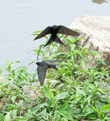 Psalidoprocne pristoptera