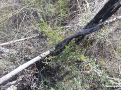 Indigofera dillwynioides