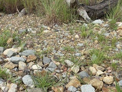 Bothriochloa pertusa