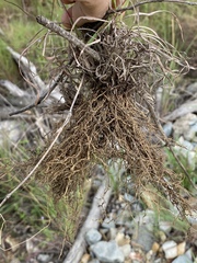 Bothriochloa pertusa