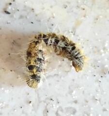 Thaumetopoea pityocampa