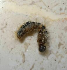 Thaumetopoea pityocampa