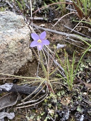 Byblis liniflora