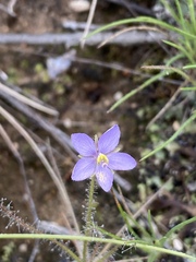 Byblis liniflora
