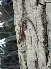 Cryptoblepharus pannosus