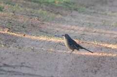 Drymodes brunneopygia