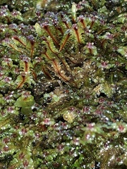 Diplophyllum