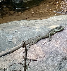 Hydrosaurus pustulatus