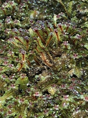 Diplophyllum
