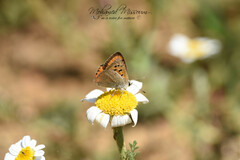 Lycaena phlaeas