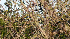 Cyanistes caeruleus caeruleus