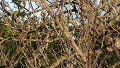 Cyanistes caeruleus caeruleus