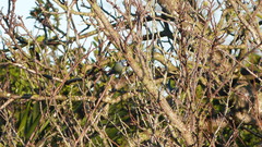 Cyanistes caeruleus caeruleus