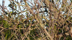 Cyanistes caeruleus caeruleus