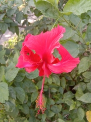 Hibiscus rosa-sinensis