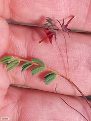 Indigofera dillwynioides