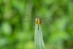 Erythrodiplax fervida