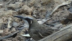 Gliciphila melanops