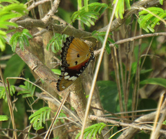 Hypolimnas misippus