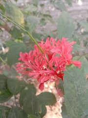 Hibiscus schizopetalus