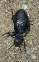 Meloe tuccius
