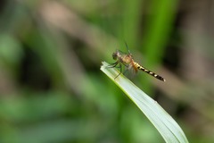 Erythrodiplax fervida