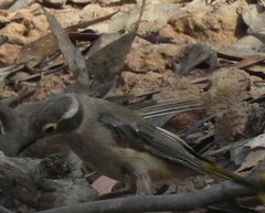 Melithreptus brevirostris